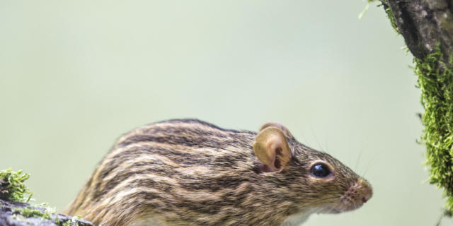 Fell wie ein Frischling: Berber-Streifengrasmaus (Bild: Zoo Zürich) Fell wie ein Frischling: Berber-Streifengrasmaus (Bild: Zoo Zürich)