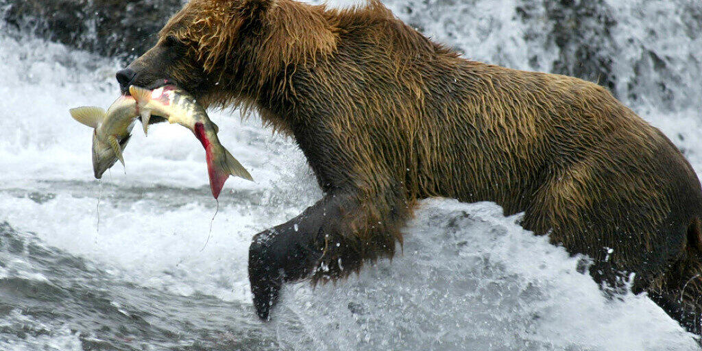 Der Import von Fisch in die Schweiz ist in den letzten acht Jahren um 5 Prozent gestiegen. Einen regelrechten Bärenhunger entwickelten Konsumenten auf Lachs: Von diesem mittlerweile erschwinglich gewordenen Luxusprodukt wurde fünf Mal mehr eingeführt als 2012. (Symbolbild) Der Import von Fisch in die Schweiz ist in den letzten acht Jahren um 5 Prozent gestiegen. Einen regelrechten Bärenhunger entwickelten Konsumenten auf Lachs: Von diesem mittlerweile erschwinglich gewordenen Luxusprodukt wurde fünf Mal mehr eingeführt als 2012. (Symbolbild)