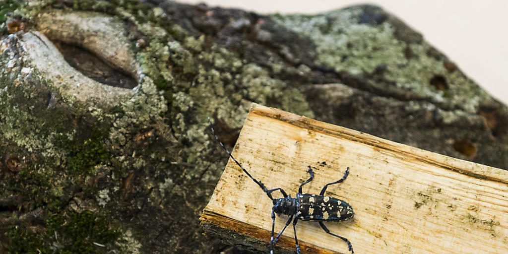 Weiterhin eine Gefahr für den Schweizer Wald: Eingeschleppte Schädlinge wie der Asiatische Laubholzbockkäfer (Archiv).