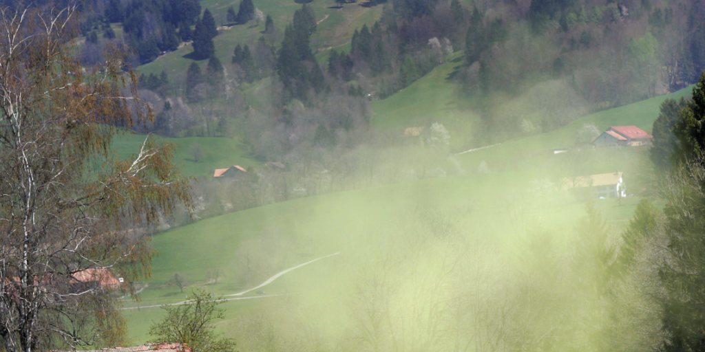 Die aggressiven Birkenpollen sind wieder unterwegs - und vermiesen Allergikern den Frühling. (Archivbild)