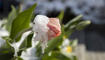 Schnee im Frühling