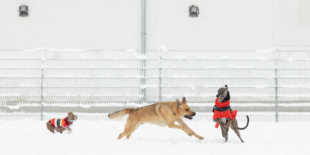 Hundepark Eröffnung, Schaan Hundepark Eröffnung, Schaan