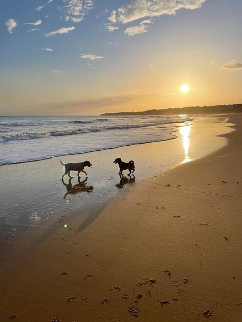 Abendspaziergang von Mia mit Ihrem Kumpel an der Algarve am Nord Atlantischer Ozean