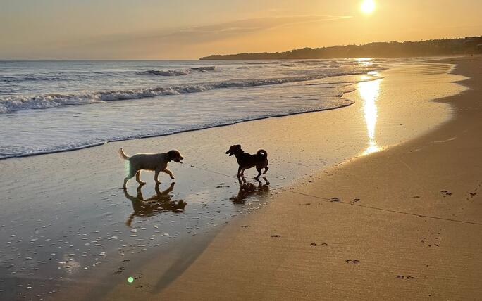 Abendspaziergang von Mia mit Ihrem Kumpel an der Algarve am Nord Atlantischer Ozean