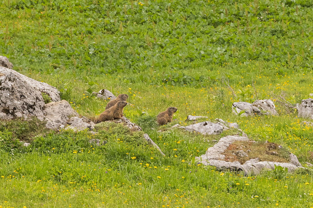 Wanderung: Steg - Alpeti - Pfälzerhütte - Malbun