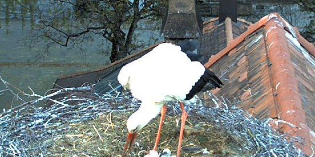 Frisch geschlüpft: Küken des Storchenpaars im Berner Breitenrain-Quartier.