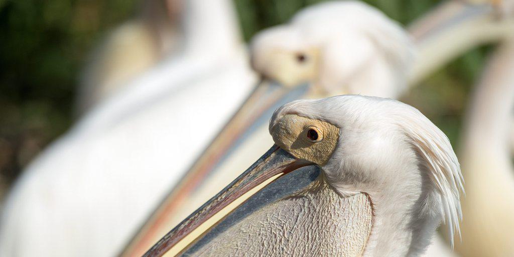 Ein Rosapelikan (hier aus dem Zoo Basel) verzückte Ornithologen am Neuenburgersee. Möglicherweise handelt es sich um einen Gefangenschafts-Flüchtling, der aus den Niederlanden eingeflogen ist. (Archiv)