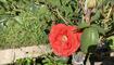 Rose in Maurer Garten