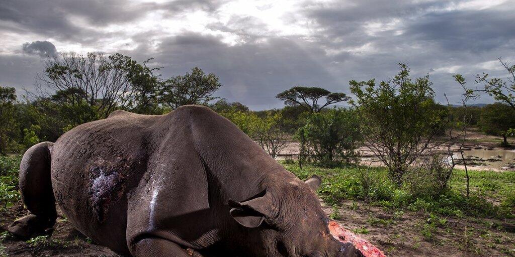 Tragische Szene "beinahe majestätisch" dargestellt: Die Aufnahme eines gewilderten Spitzmaulnashorns ist die Wildlife-Fotografie des Jahres 2017.