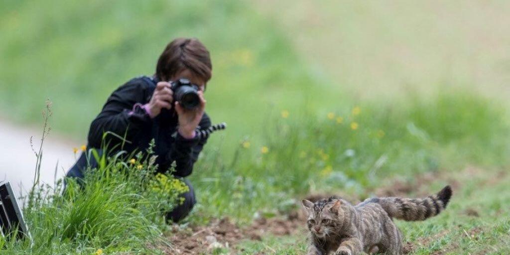 Wieder frei nach mehrmonatiger Pflege: Mit einem GPS-Sender versehen rennt die Wildkatze in den nahe gelegenen Wald.