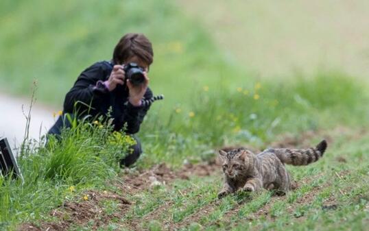 Wieder frei nach mehrmonatiger Pflege: Mit einem GPS-Sender versehen rennt die Wildkatze in den nahe gelegenen Wald.