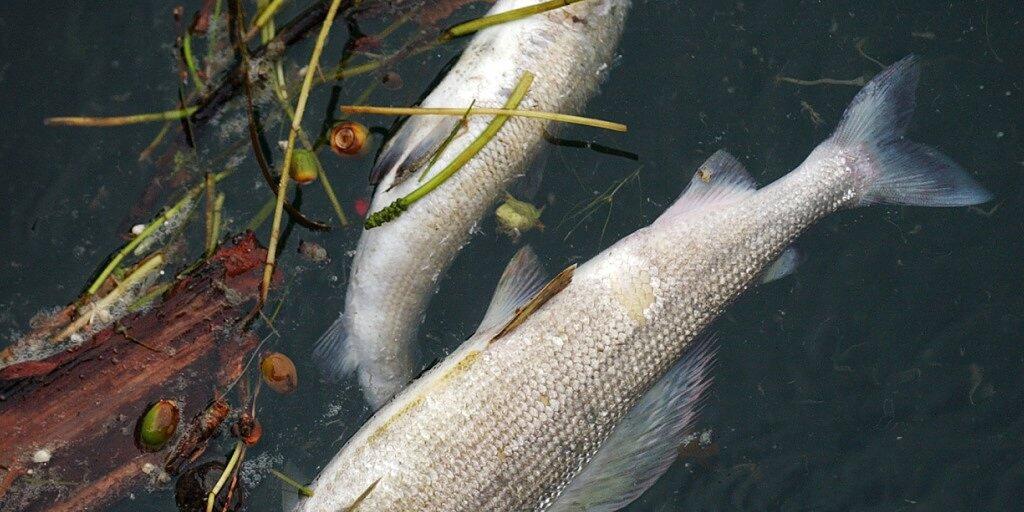 Im Hitzesommer 2003 verendeten Fische im Rhein. (Archivbild)