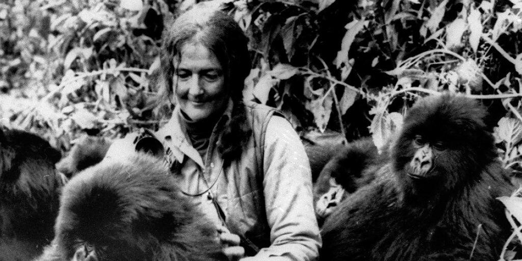 Dian Fossey (1932-1985) mit drei "ihrer" Berggorillas im Gebiet der Virunga-Vulkane in Ruanda in einer Archivaufnahme aus dem Jahr 1982. (Archivbild)