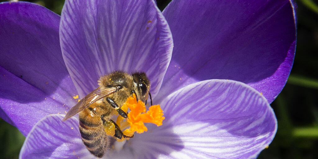 Die Bienen waren in diesem Jahr fleissig: Pro Bienenvolk wurden 23,2 Kilogramm Honig geerntet, eine Menge, die leicht über dem langjährigen Mittelwert liegt.