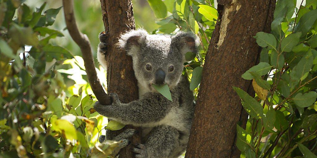 Ein junger Koala isst Blätter in einem Wildpark bei Brisbane in Australien. (Archivbild)