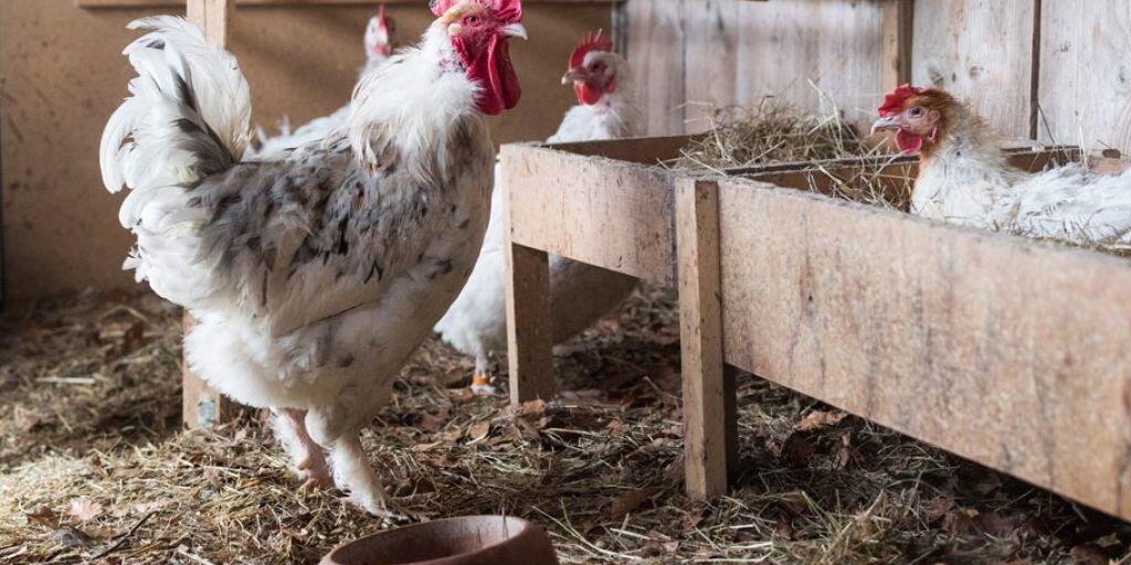 Hühner teilen mit dem Menschen eine 8000 Jahre alte Geschichte, nicht nur als Eierlieferanten oder Pouletbrüstchen, sondern sie haben auch Religionen und Wertesysteme geprägt - ein Aspekt, auf den nun eine Ausstellung in Schaffhausen aufmerksam macht. (Archivbild)