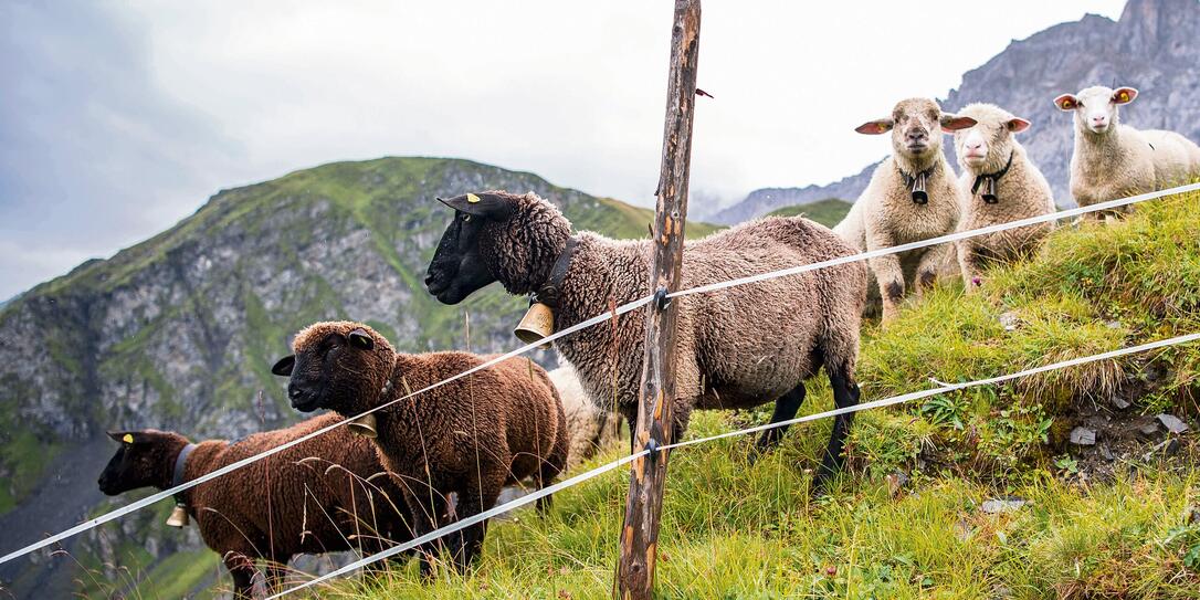 LAMA, LAMAS, SCHAF, SCHAFE, SCHAFSHERDE, HERDE, HERDENSCHUTZTIER, HERDENSCHUTZ, SCHAECHENTAL , LAMA, LAMAS, SCHAF, SCHAFE, SCHAFSHERDE, HERDE, HERDENSCHUTZTIER, HERDENSCHUTZ, SCHAECHENTAL ,
