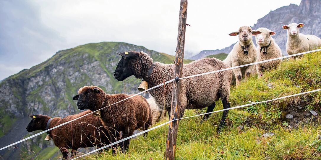 LAMA, LAMAS, SCHAF, SCHAFE, SCHAFSHERDE, HERDE, HERDENSCHUTZTIER, HERDENSCHUTZ, SCHAECHENTAL ,