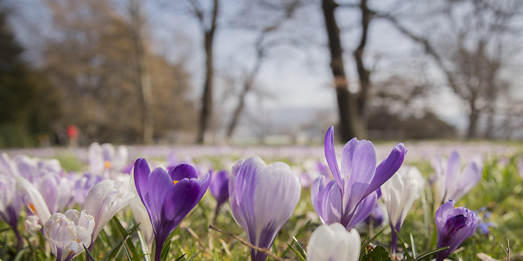 Die Krokusse spriessen am Ufer des Zürichsees. Vielerorts kletterte das Thermometer am Mittwoch auf 20 Grad. (Archiv)