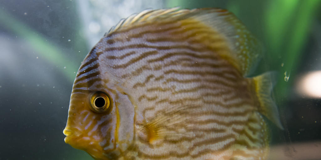 Die bislang in Lausanne angekommenen Fische befinden sich vor der Eröffnung von Aquatis Ende September noch in Quarantäne.