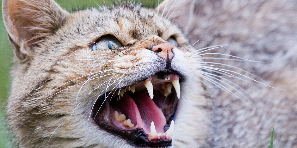 Der Europäischen Wildkatze droht in der Schweiz der Verlust ihres Genpools, da sie sich mit Hauskatzen kreuzen.