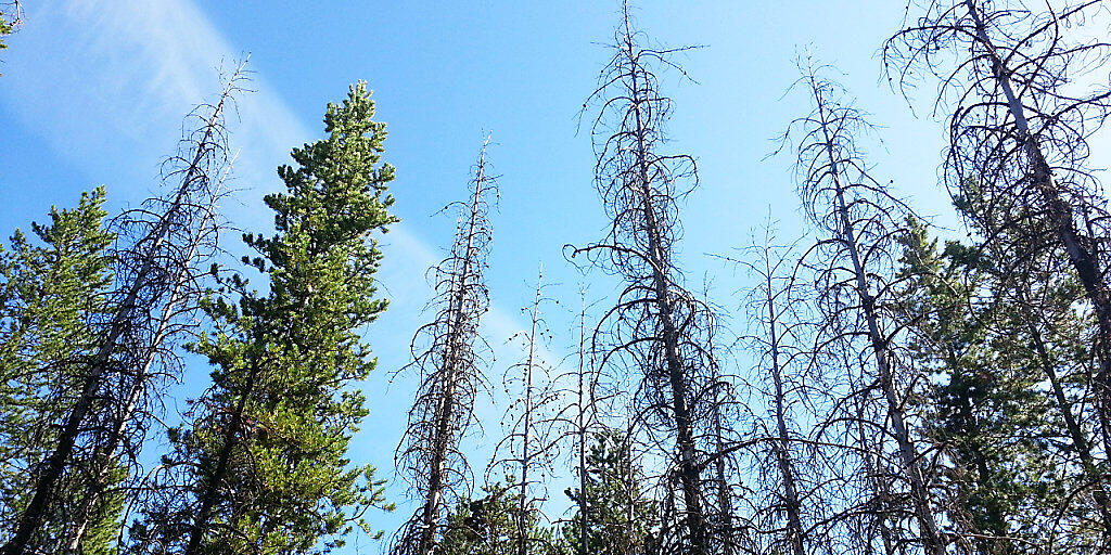Kanadische Küstenkiefern sind ein kalt-feuchtes Klima gewöhnt. An Trockenheit können sie sich schlecht anpassen und sterben ab. Kanadische Küstenkiefern sind ein kalt-feuchtes Klima gewöhnt. An Trockenheit können sie sich schlecht anpassen und sterben ab.