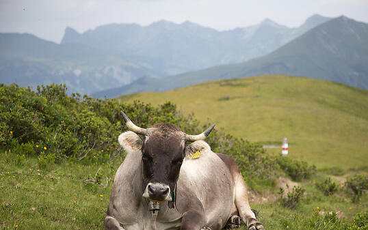 Kühe ruhen fast nur in Bauchlage, weil das für ihre Verdauung unabdingbar ist. Andere grosse Säugetiere schlafen eher auf der Seite. (Archivbild)