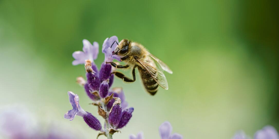 Honeybee on Lavender Honeybee on Lavender