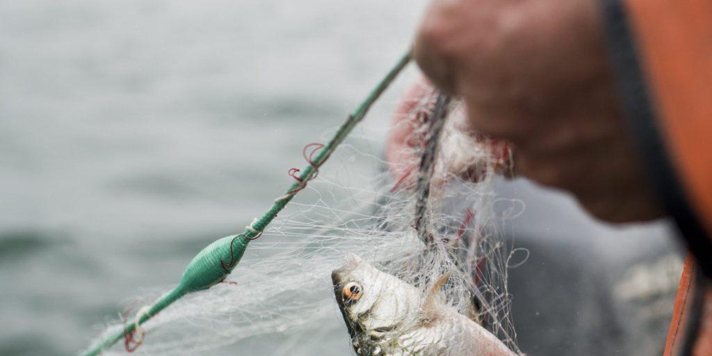 Den Bodensee-Fischern gehen immer weniger Fische ins Netz (Archiv)