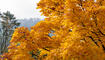 Herbst im Land