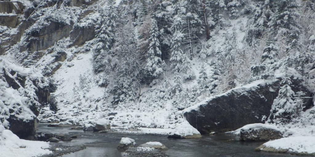 Scheinbare Idylle: Der Bach Spöl im schweizerischen Nationalpark wurde mit krebsauslösendem PCB verseucht. Gefahr droht den Fischen.