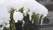 Schnee im Frühling
