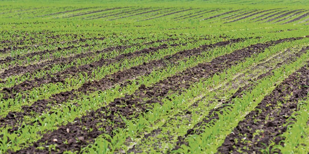 Green lines on a field