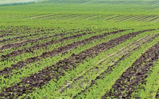 Green lines on a field