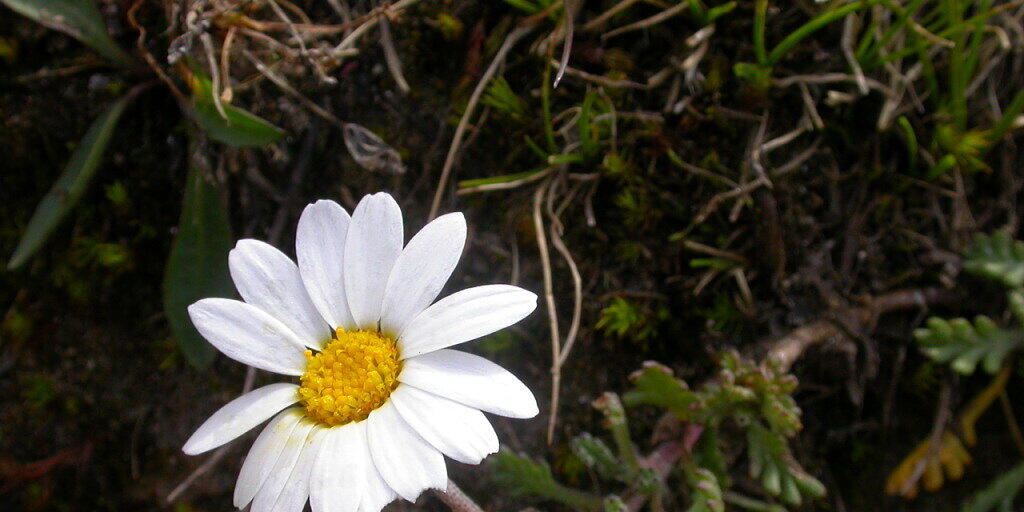 Sind wenig Nährstoffe verfügbar, ist die Alpenmargerite im Vorteil. Mit dem Klimawandel verändert sich die Flora der Alpen, wobei Böden eine zentrale, aber kaum erforschte Rolle spielen. Sind wenig Nährstoffe verfügbar, ist die Alpenmargerite im Vorteil. Mit dem Klimawandel verändert sich die Flora der Alpen, wobei Böden eine zentrale, aber kaum erforschte Rolle spielen.