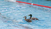 Eröffnung Schwimmbad Mühleholz in Vaduz