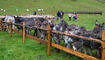 Breemimarcht Steg, Triesenberg