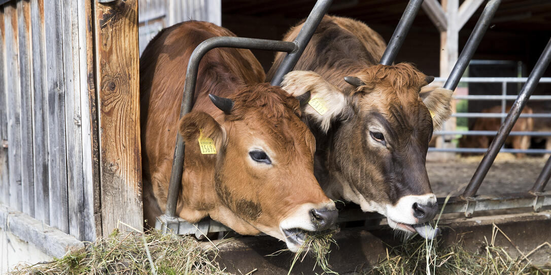 Um ihre Herden durch den Winter zu bringen, müssen Bauern in Liechtenstein zusätzliches Heu anschaffen. Deshalb sehen sich Landwirte aus Triesen und Triesenberg dazu gezwungen, den Tierbestand reduzieren.