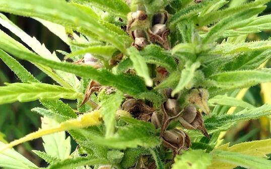 Kaum THC und CBD, dafür viele Samen: In Graubünden wird Lebensmittelhanf angebaut für die Herstellung eines neuartigen Proteinpulvers für den Muskelaufbau