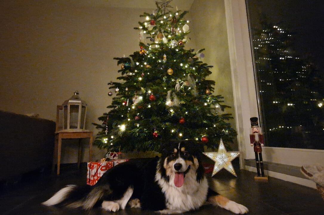 Erste Weihnachten mit Samea🐶