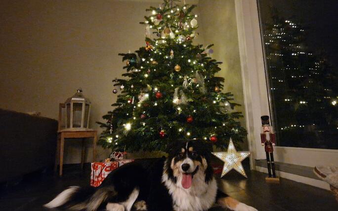 Erste Weihnachten mit Samea🐶