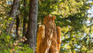 Neue Figuren - Walser Sagenweg