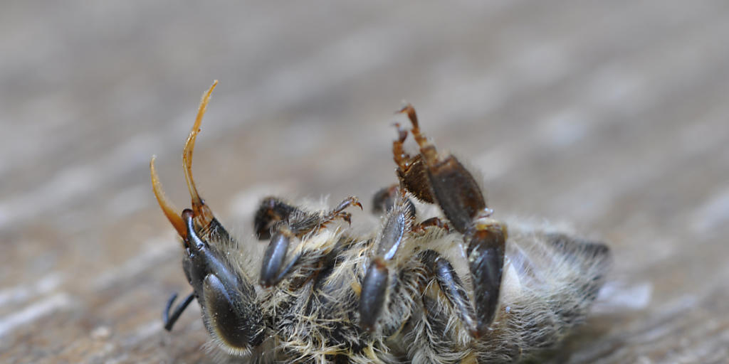 Bereits geringe Mengen von Neonicotinoiden können Bienen töten.