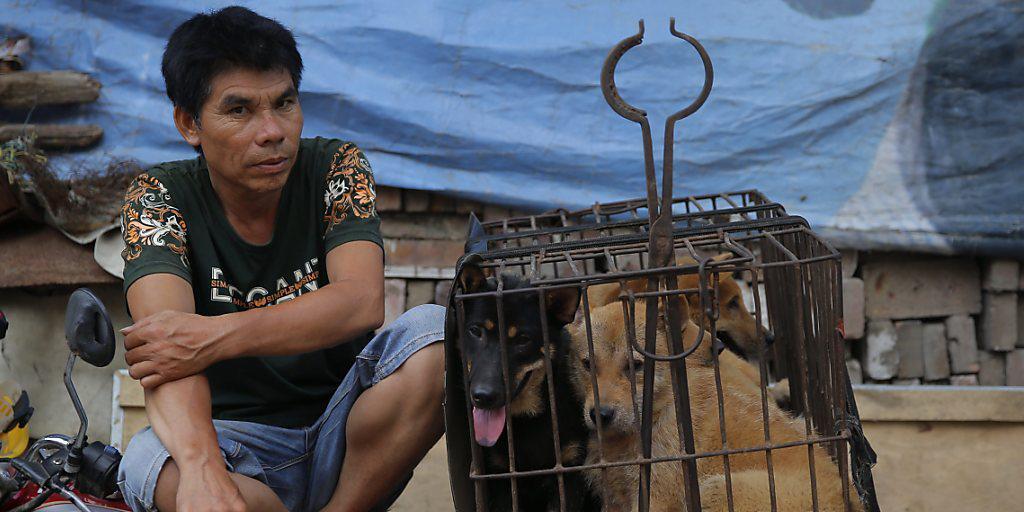 Trotz Protesten von Tierschützern hat in der südchinesischen Stadt Yulin das Hundefleischfestival begonnen. (Archiv)