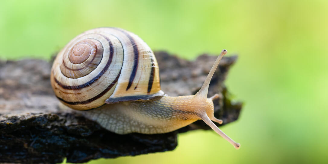 escargot des haies Cepeae nemoralis escargot des haies Cepeae nemoralis