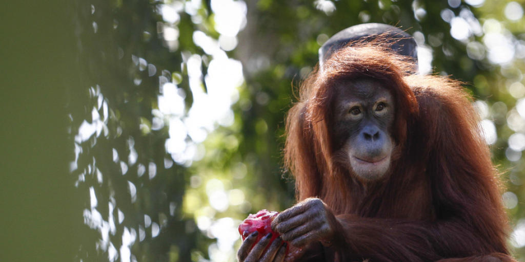 Ein Weiblicher Orang Utan verspeist eine Mahlzeit (Archiv)