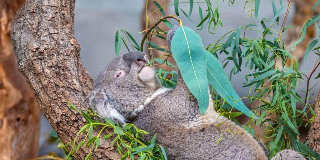 Koala Mikey frass im Zoo Zürich bis zuletzt genüsslich Eukalyptus-Blätter. Eines Morgens fanden ihn die Pfleger tot vor.