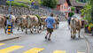 Alpabfahrt Sücka