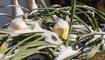 Schnee im Frühling