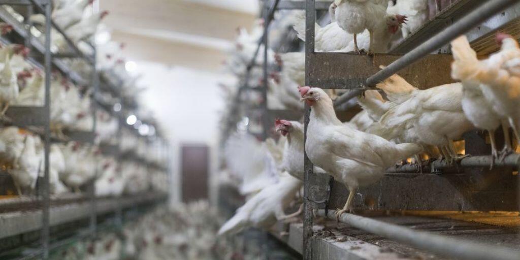 In den letzten fünf Jahren stieg die Hühnereier-Produktion in der Schweiz um 20 Prozent. Und weil auch mehr Poulet gegessen wurde, ging der Fleischkonsum insgesamt trotz Reduktion des Bestands an Schlachtrindern und -schweinen nicht zurück. (Symbolbild)